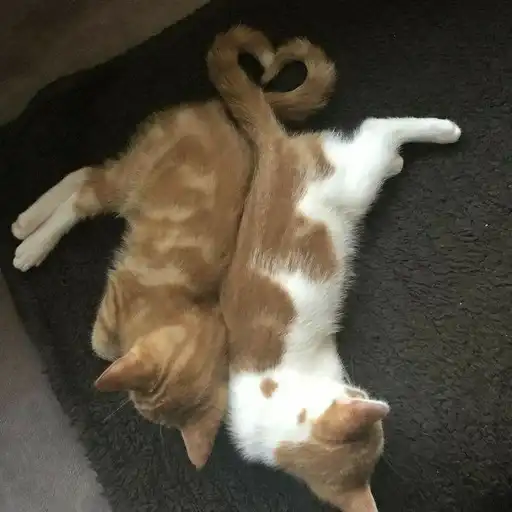 Котята preview