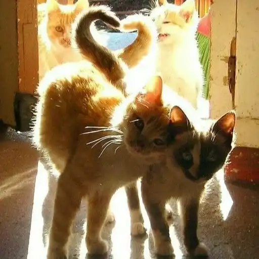 Котята preview