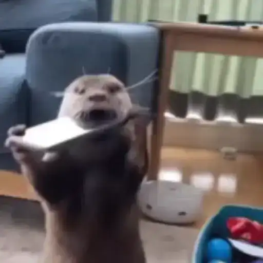 Otters Выдры 2 preview