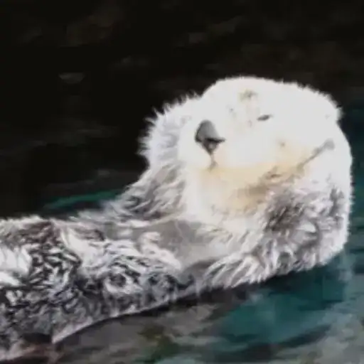 Otters Выдры 2 preview