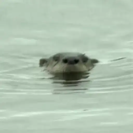 Otters Выдры 2 preview