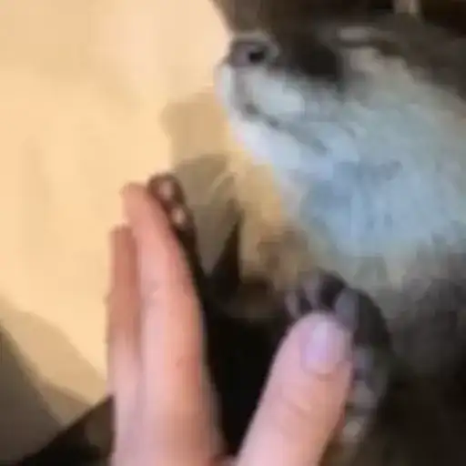 Otters Выдры 2 preview