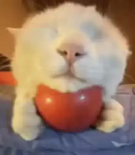 Кот яблачко preview