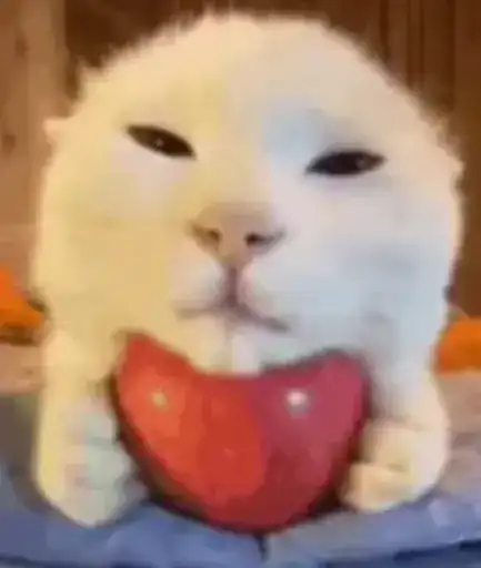 Кот яблачко preview