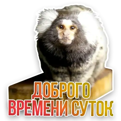 Недомашние животные preview