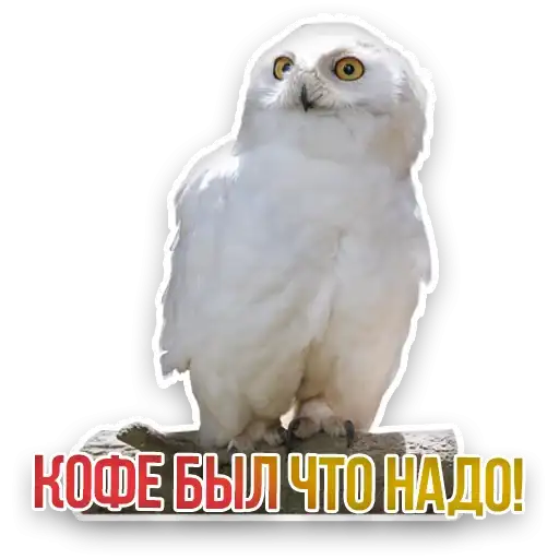 Недомашние животные preview