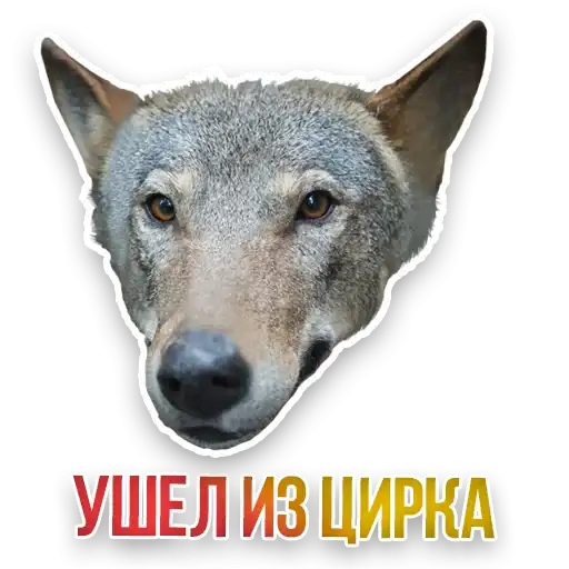 Sticker 🐺