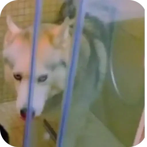 Бандит, Бублик, Кекс, Коржик4 preview