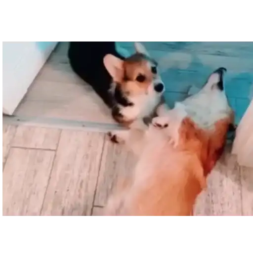 Бандит, Бублик, Кекс, Коржик4 preview