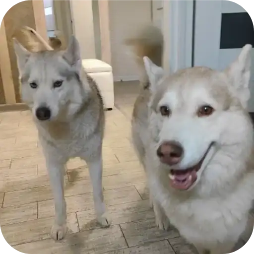 Бублик, Бандит, Коржик, Кекс preview