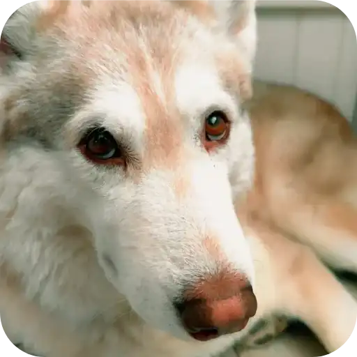 Бублик, Бандит, Коржик, Кекс preview