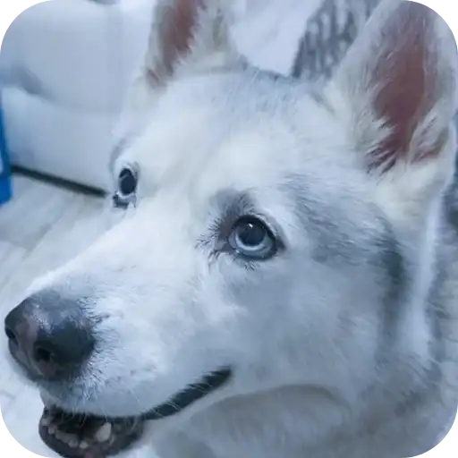 Бублик, Бандит, Коржик, Кекс preview