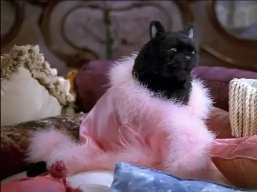 SALEM MEOW 🐈‍⬛ preview