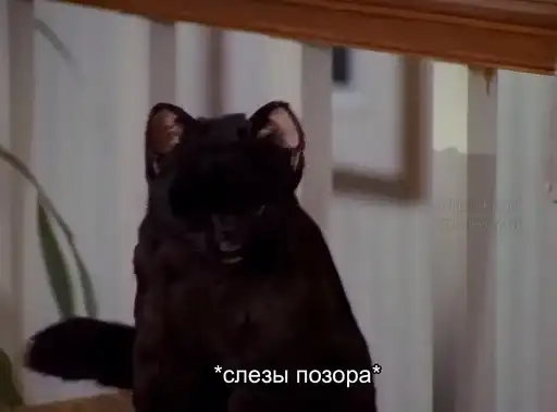 SALEM MEOW 🐈‍⬛ preview