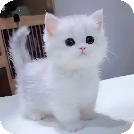 Котята preview