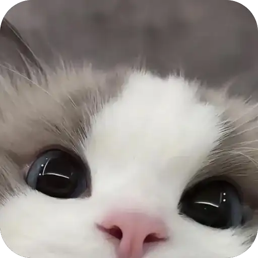 Котята preview