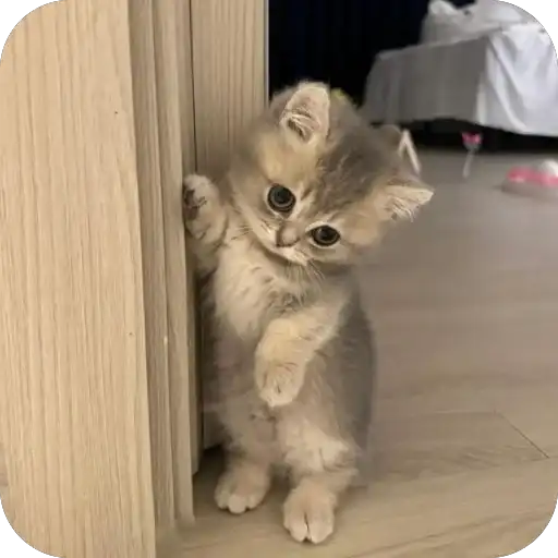 Котята preview