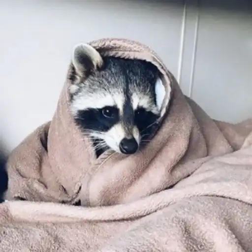 Енотики preview