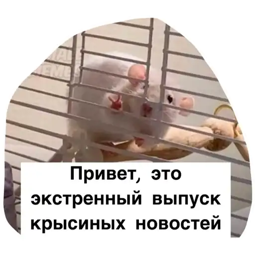 Крысиноэ preview