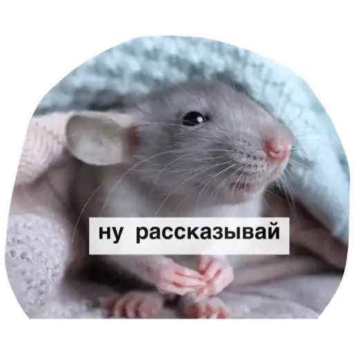 Крысиноэ preview