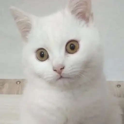 Манюни preview