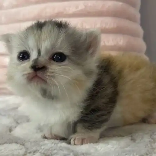 Манюни preview