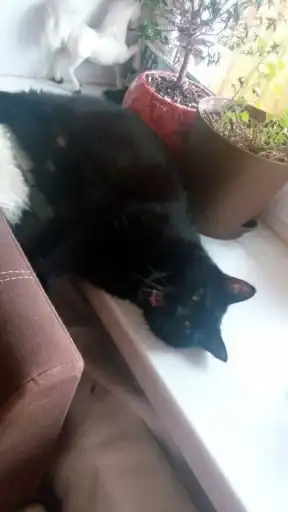 1000 и 1 це кiт preview