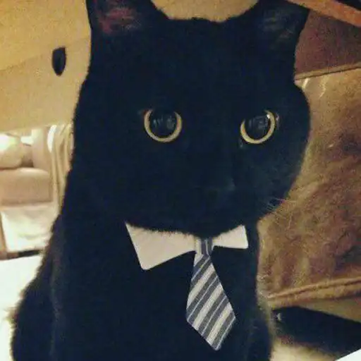 1000 и 1 це кiт preview