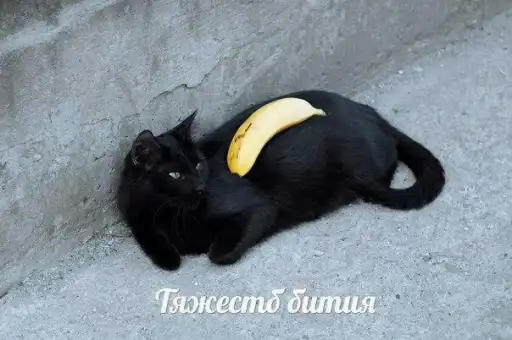 1000 и 1 це кiт preview