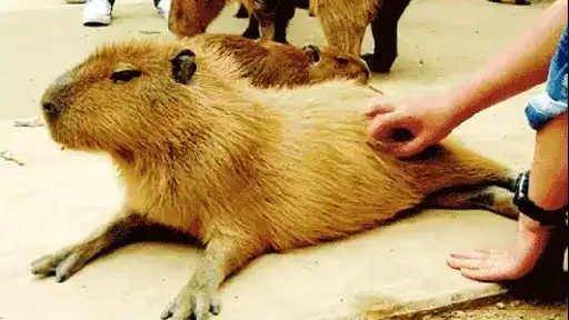 $GrandPa Capybaras preview