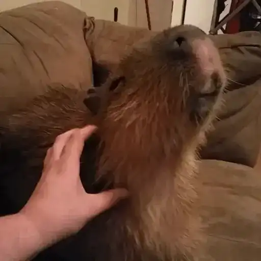 $GrandPa Capybaras preview