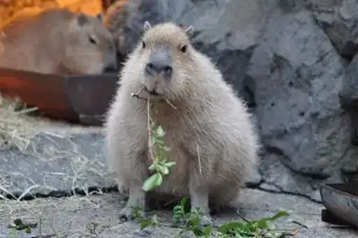$GrandPa Capybaras preview