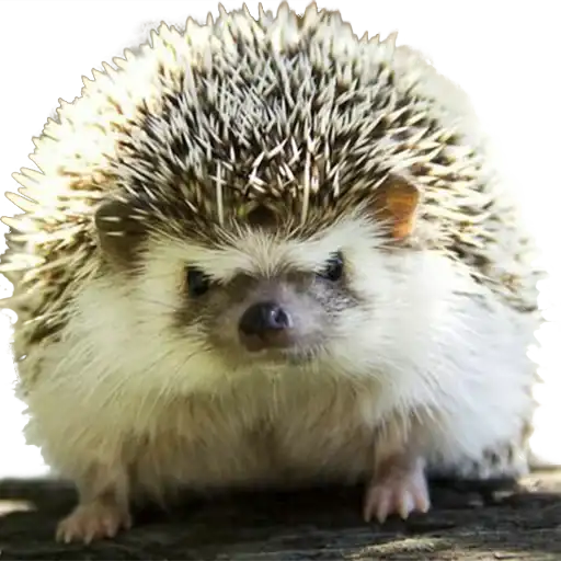 hedgehogs Beauty Stickers preview