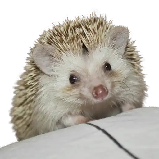 hedgehogs Beauty Stickers preview