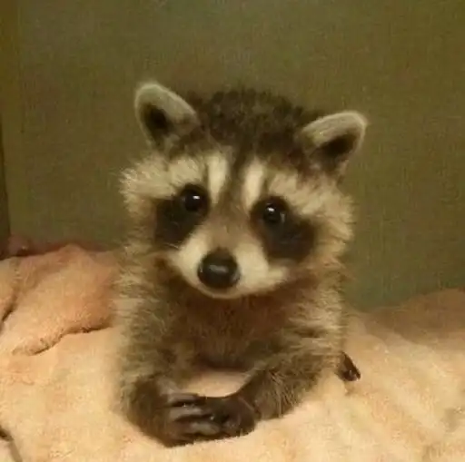 1001 енот preview