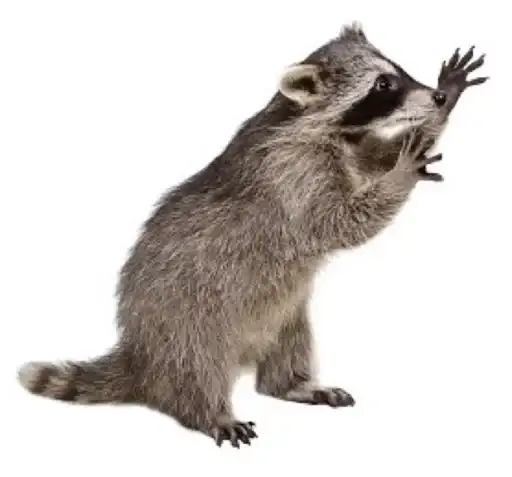 1001 енот preview