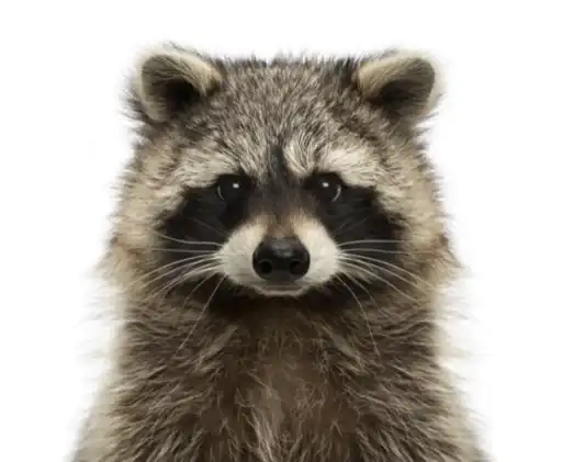 1001 енот preview