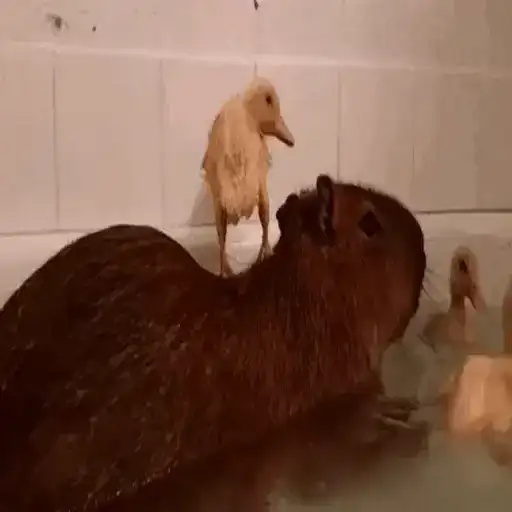 Capybara Love I preview