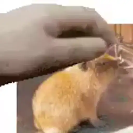 Capybara Love I preview