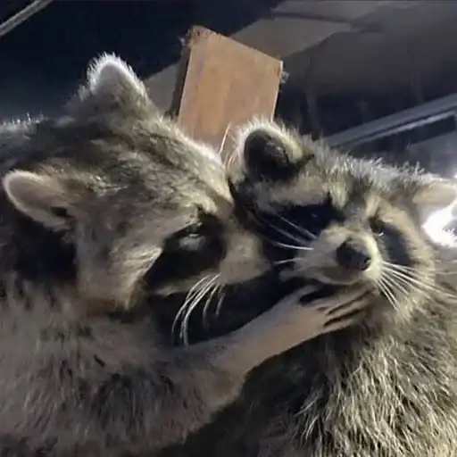 Енот🦝 preview