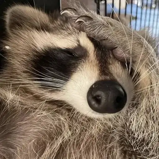 Sticker 🤦‍♂️