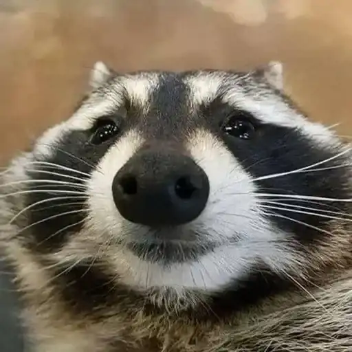 Енот🦝 preview