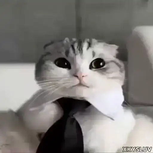 Kittens 4 preview