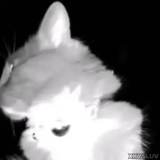 Kittens 4 preview