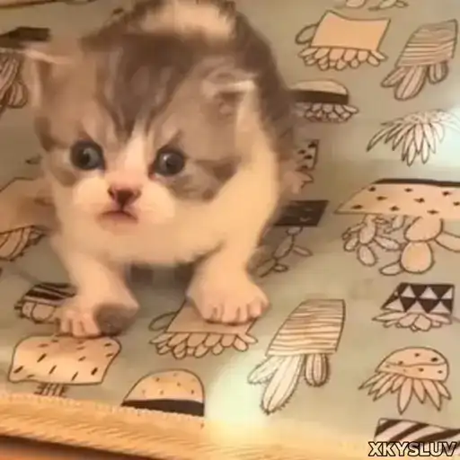 Sticker 😾