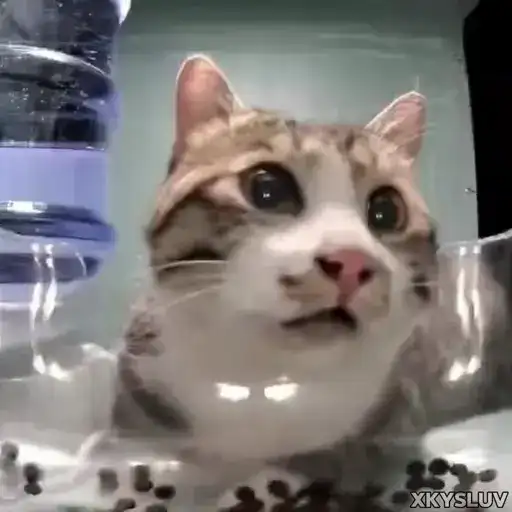 Kittens 4 preview