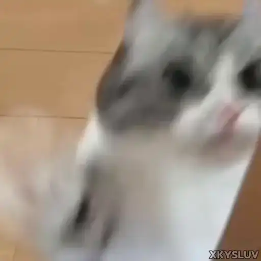 Kittens 4 preview