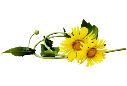 Separator Flower Thick preview