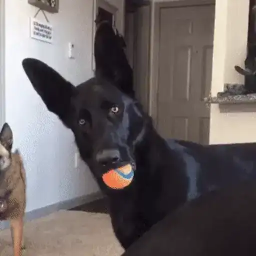 ⇢ 𝘿𝙤𝙜𝙨 💎 preview