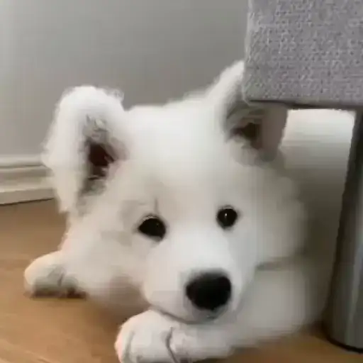 ⇢ 𝘿𝙤𝙜𝙨 💎 preview